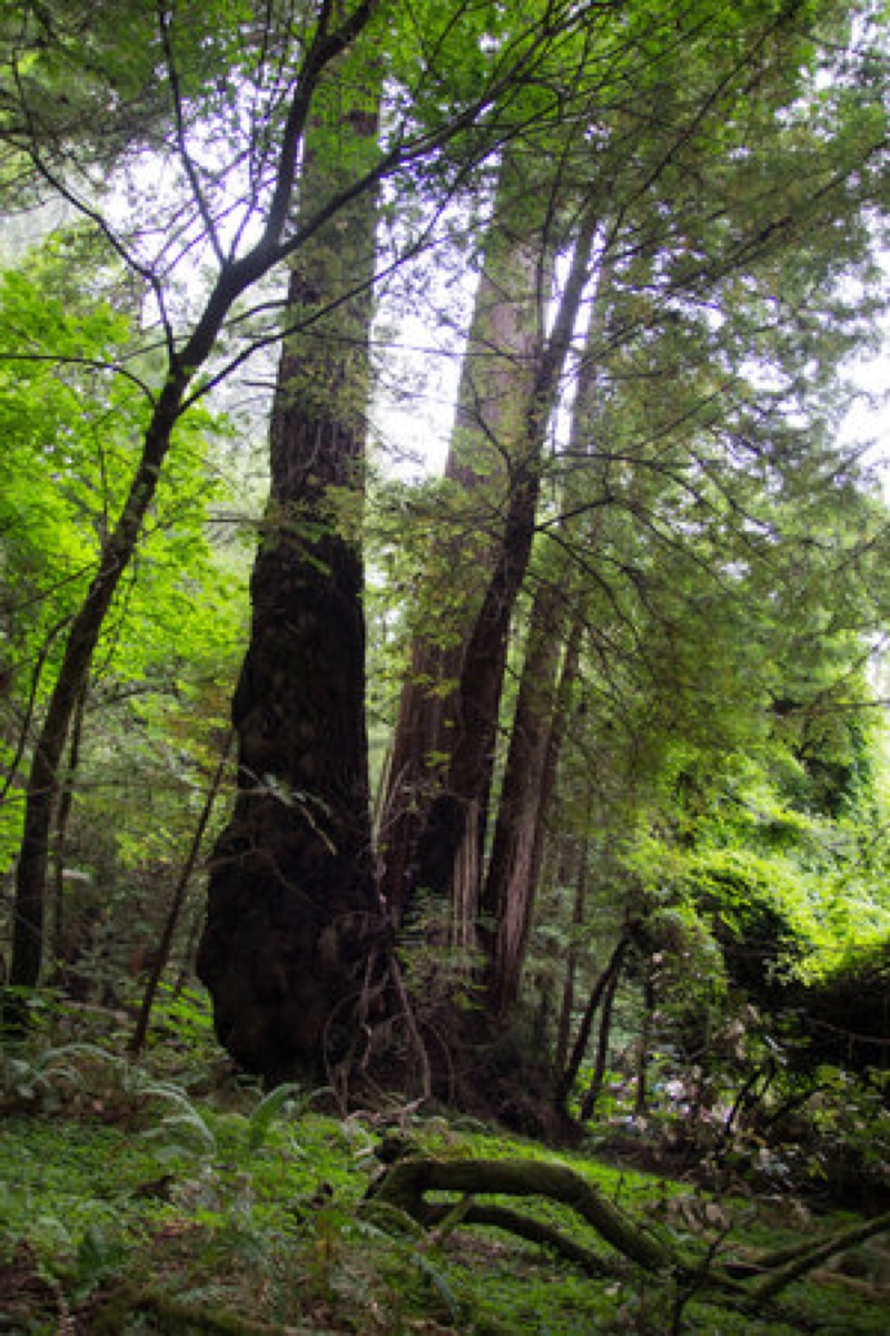 what+to+wear+in+san+francisco,+what+to+pack+for+california,+muir+woods,+california+redwoods,+redwood+forest.jpeg
