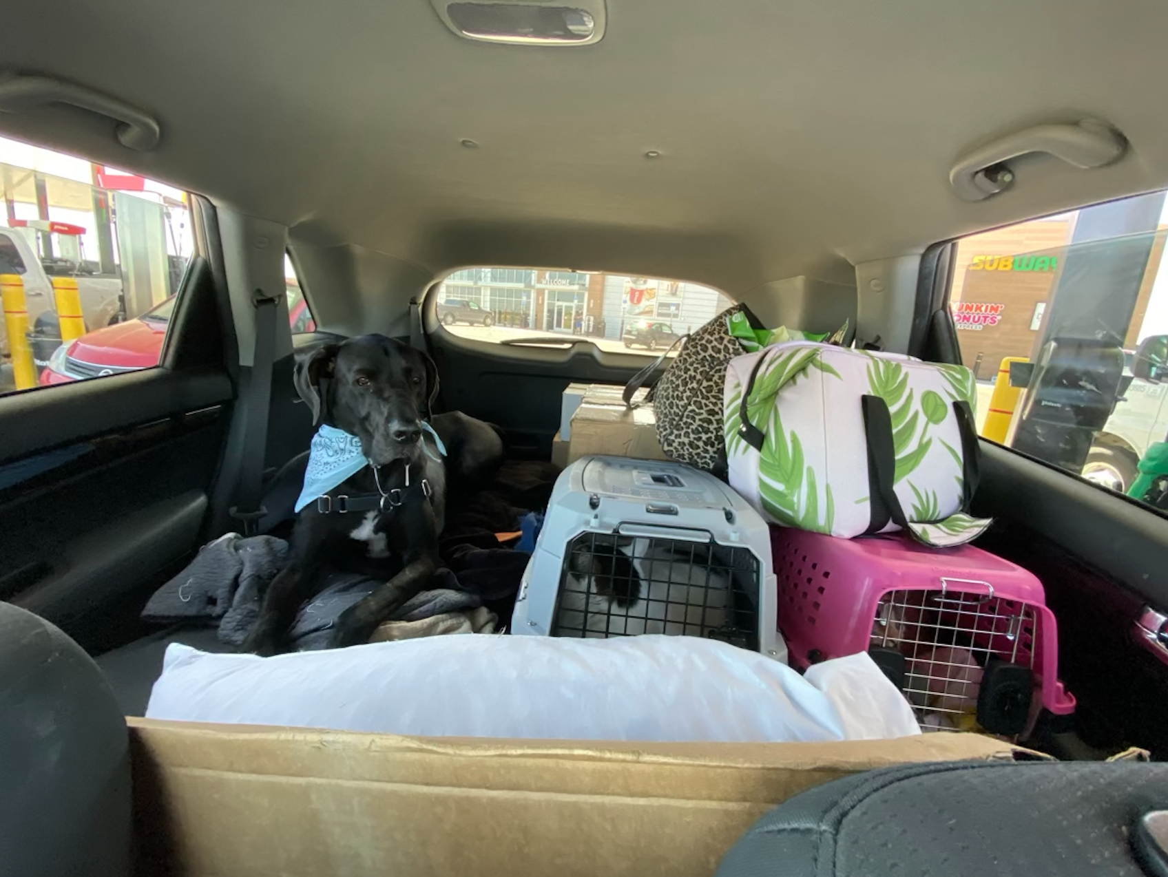 moving series part 2: long road trips with pets, moving with pets, how to survive long car rides with pets, drugs for pets while riding in the car, how to move with pets, tips and tricks for moving with your dogs and cats, great dane, moving to los …