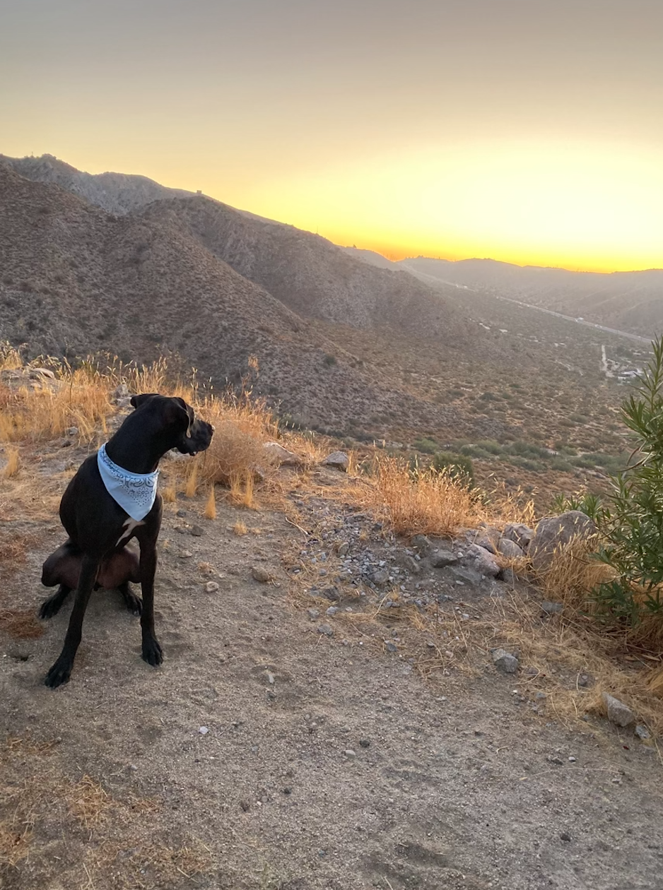 moving series part 2: long road trips with pets, moving with pets, how to survive long car rides with pets, drugs for pets while riding in the car, how to move with pets, tips and tricks for moving with your dogs and cats, great dane, moving to los …