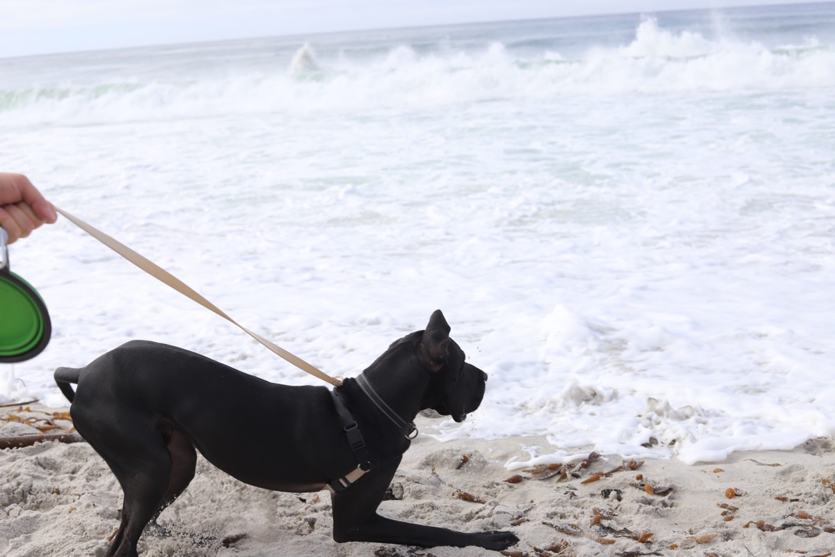 carmel beach, dog friendly, carmel-by-the-sea