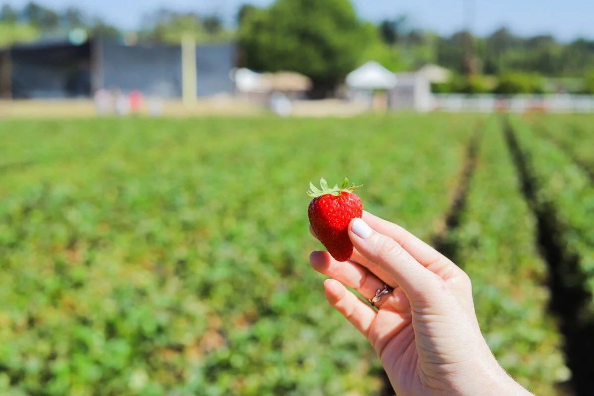 Where to Pick Berries Near LA