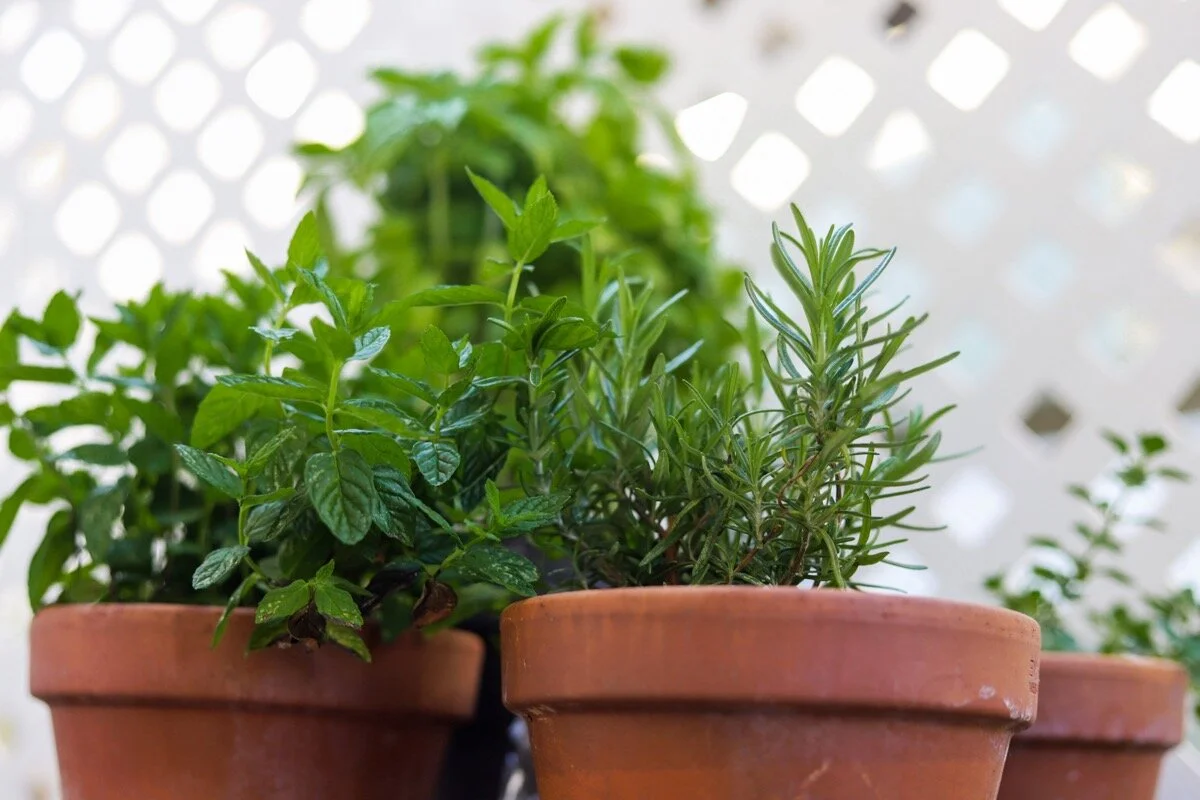 Herb Garden Tips + Favorite Ways to Use Fresh Herbs