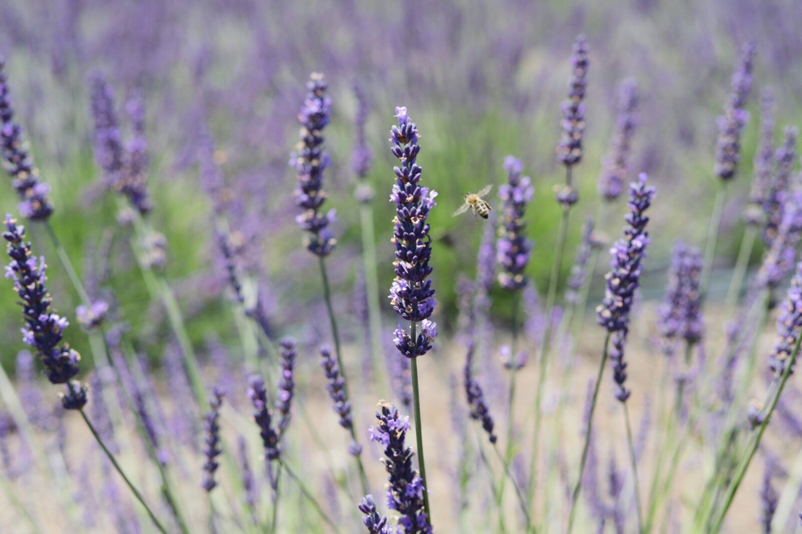 lavender fields near los angeles, u-pick lavender, golden state apothecary, santa rita hills lavender farm, lompoc, where to pick lavender in la, lments of style, la blogger