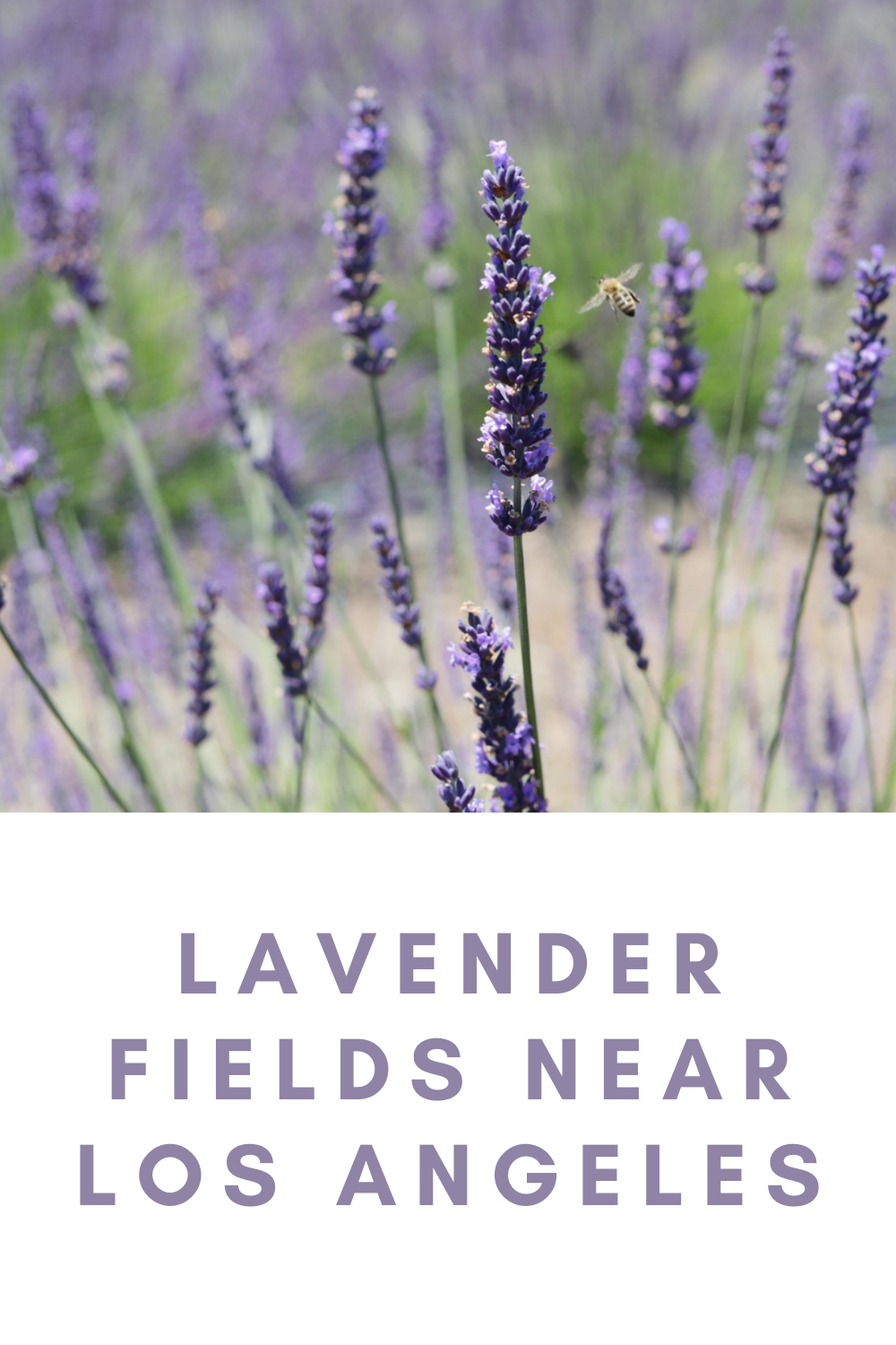lavender fields near los angeles, u-pick lavender, golden state apothecary, santa rita hills lavender farm, lompoc, where to pick lavender in la, lments of style, la blogger, 123 farm, fork and plow