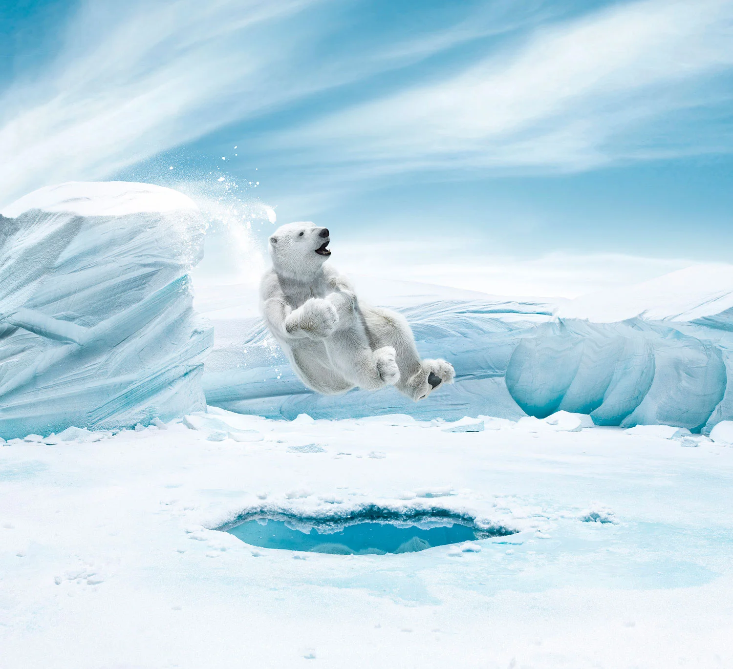 Polar bear jumping into a hole in the ice.