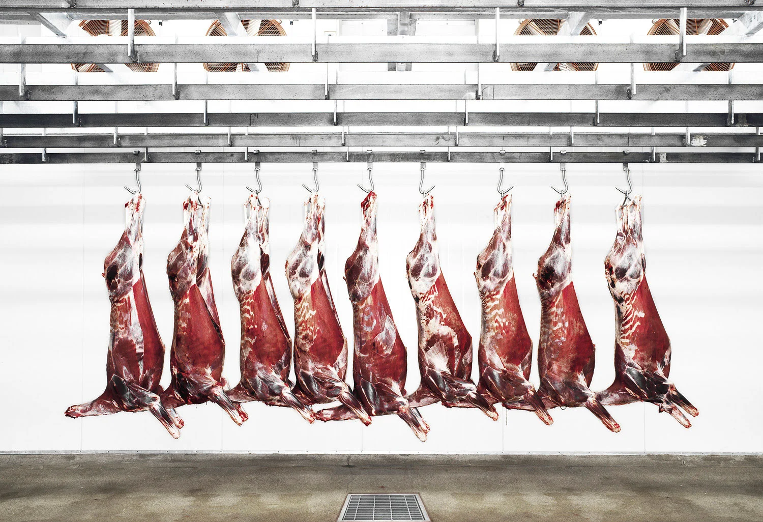 Skinned deer carcasses hanging in a processing plant