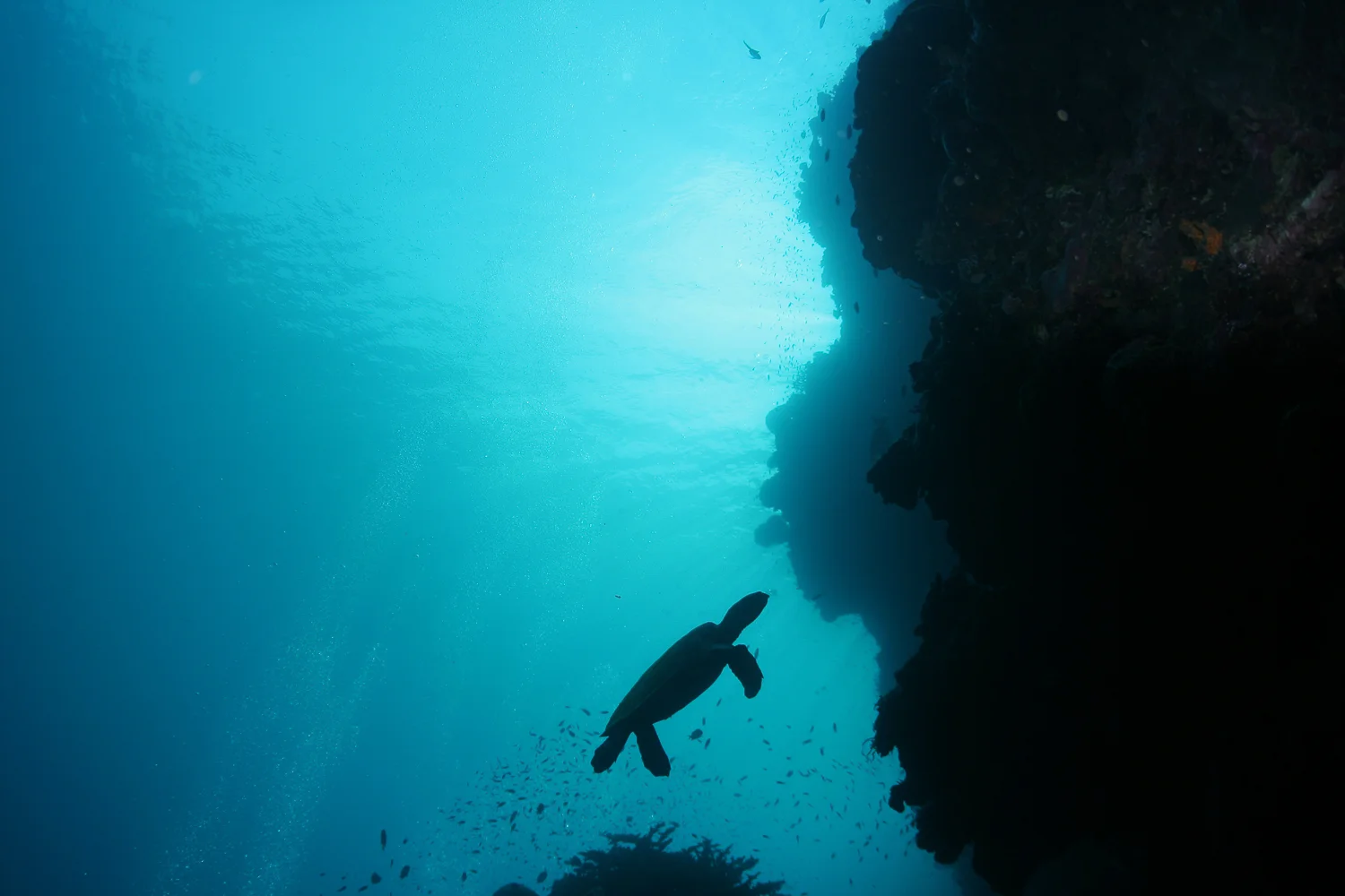 Three simply magic dives today, all wall dives; at Aussie point, Kave of the Kustom Shark and a bit of a tiki tour looking for a new site on the north side of Tombatuni Island. The reef has been damaged and is regenerating. Some really cool geography though; watch this space (or wall) in a few years. Aussie Point put on a good show highlights being a lone Reef Shark and a couple of Eagle Rays. But pick of the day goes to Kave of the Kustom shark. Although I didn’t go through the cave (not really a cave person) the wall outside way phenomenal, if for nothing else the turtles made the spot, young and old. Back for a beer and massive Kingfish steaks for dinner, then an early night and good sleep. Max Photo: Dive Munda/ SeaProof