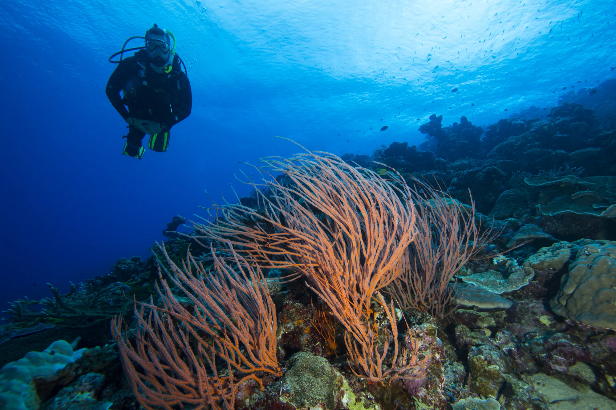 3 dives today, 3 amazing dives. Out with Ellen and Andrew to Shark Point, amazingly void of any sharks today, Haipe reef, and the hills of Haipe. All three had very different geography and coral composition but pick of the bunch goes to Haipe reef, never have I seen such vivid colours and such diverse range of schooling coral fish, truly spectacular. Had a little snorkel over towards Rendova Island on our surface interval and found a few little pure bred anemone fish. After diving headed over to the Peter Joseph Museum, of more commonly referred to as ‘Barney’s House’, which is a little shed behind the soccer pitch filled with artefacts from the battle of New Georgia in WWII. Inside the packed shed is ordinance, ranging from 9mm handgun rounds to a 500lb bomb- without the explosives in it of course- everything from field first-aid kits to water canteens, dog-tags to tommy guns, coke bottles and Saké bottles. Back to the lodge for a beer, bolognaise and bed. Max Photo: Ellen Hussain