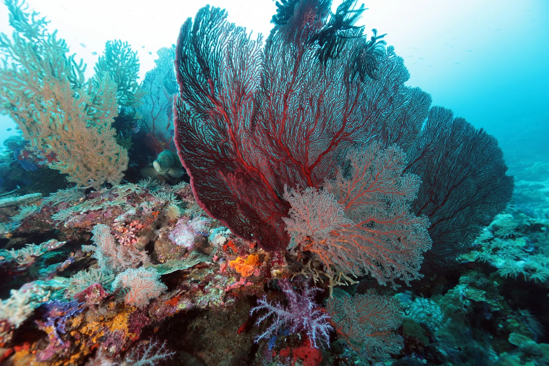 Stunning Corals Hiro Munda.jpg