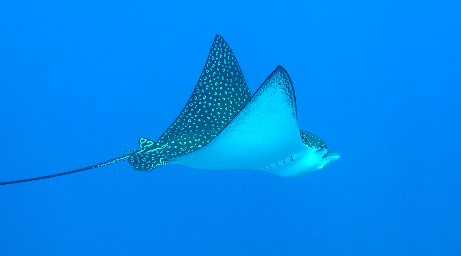 Spotted Eagle Ray Sosu Hite Seaproof TV.png