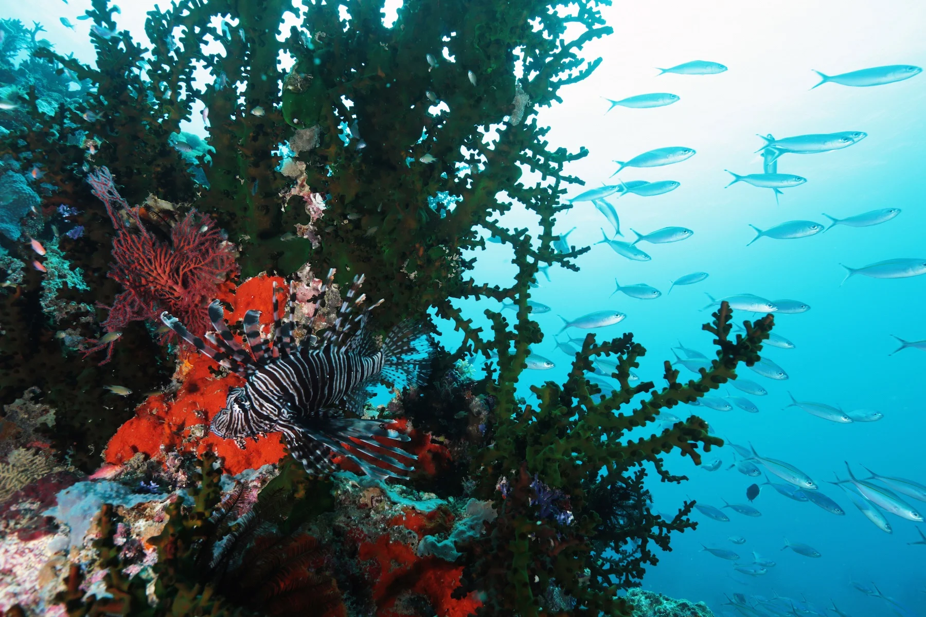 Hiro Munda Reef.jpg