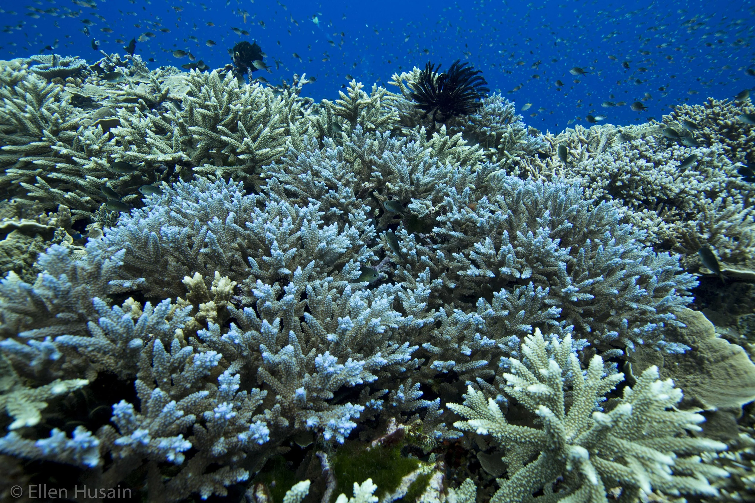 Ellen Husain Hard Corals Mbigo.png
