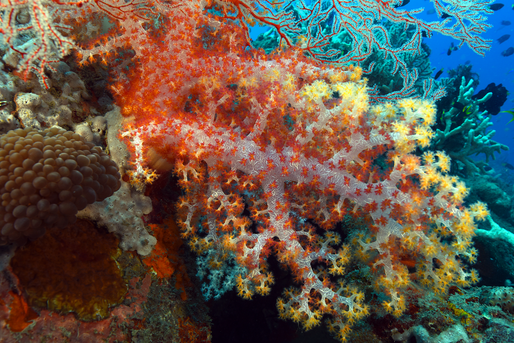 Soft coral Mike Scotland.png