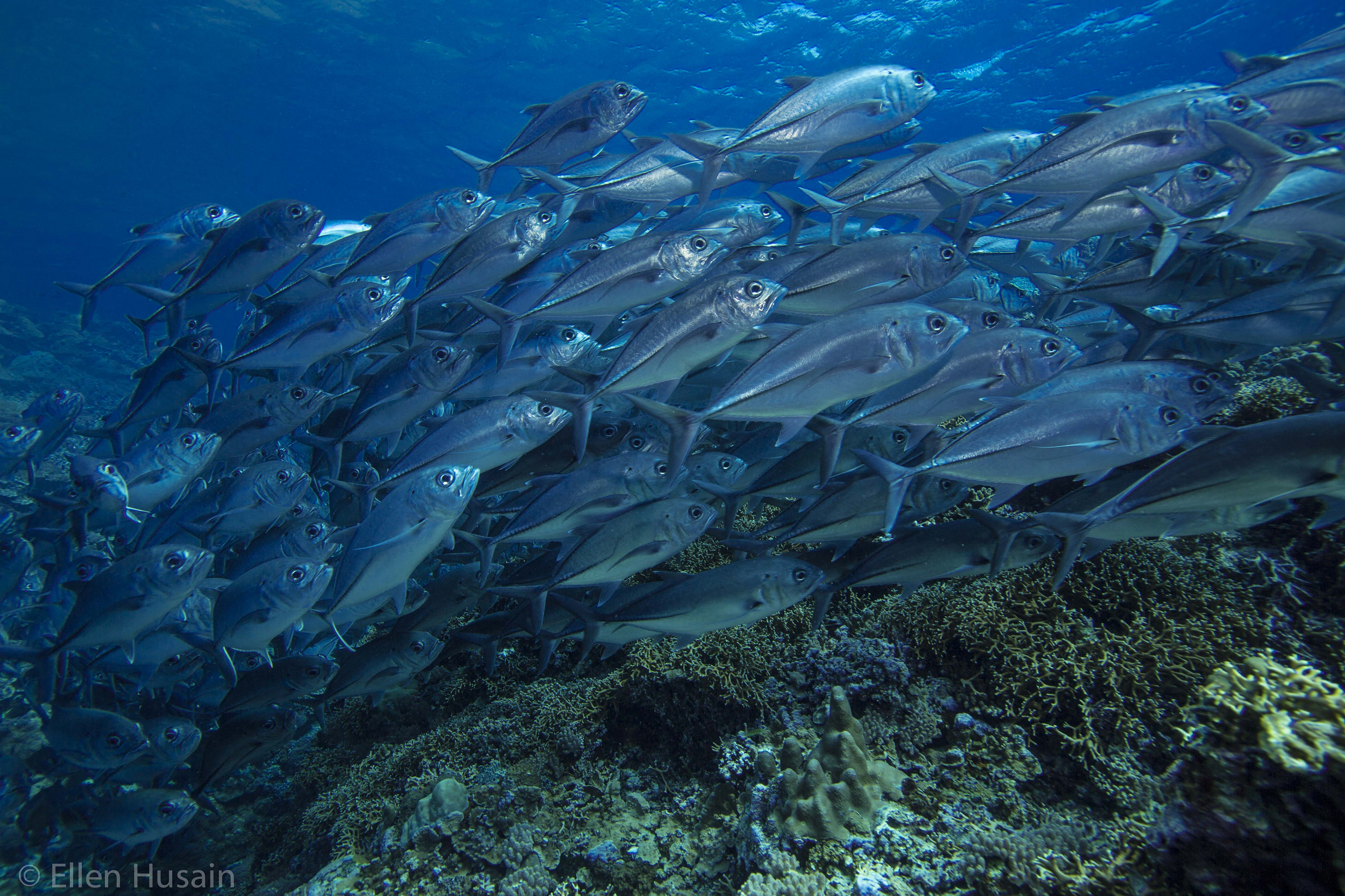 Ellen Husain Coral Jacks.png