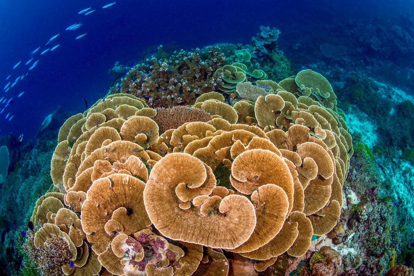 20160402 Solomon Island UW_KWM86590046.jpg