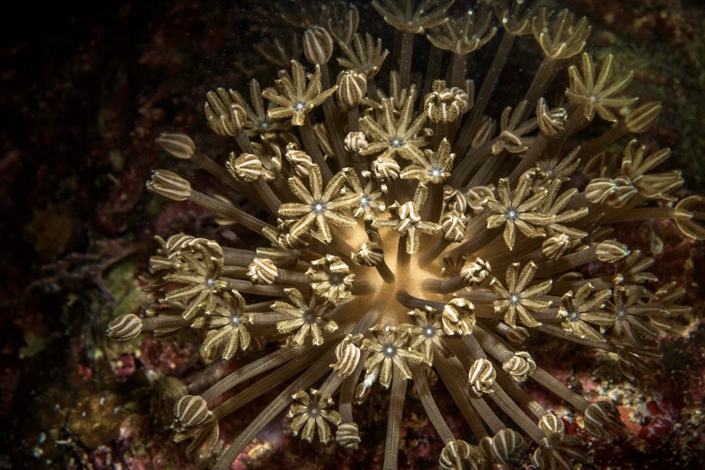 20160403Solomon Islands Night Dive UW_KWM90720025.jpg