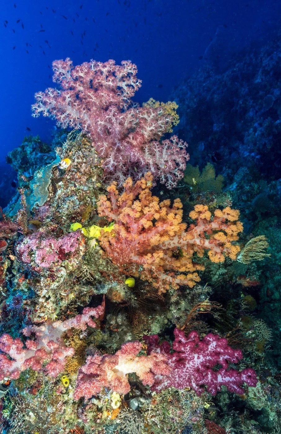 20160403Solomon Islands UW_KWM87770002.jpg