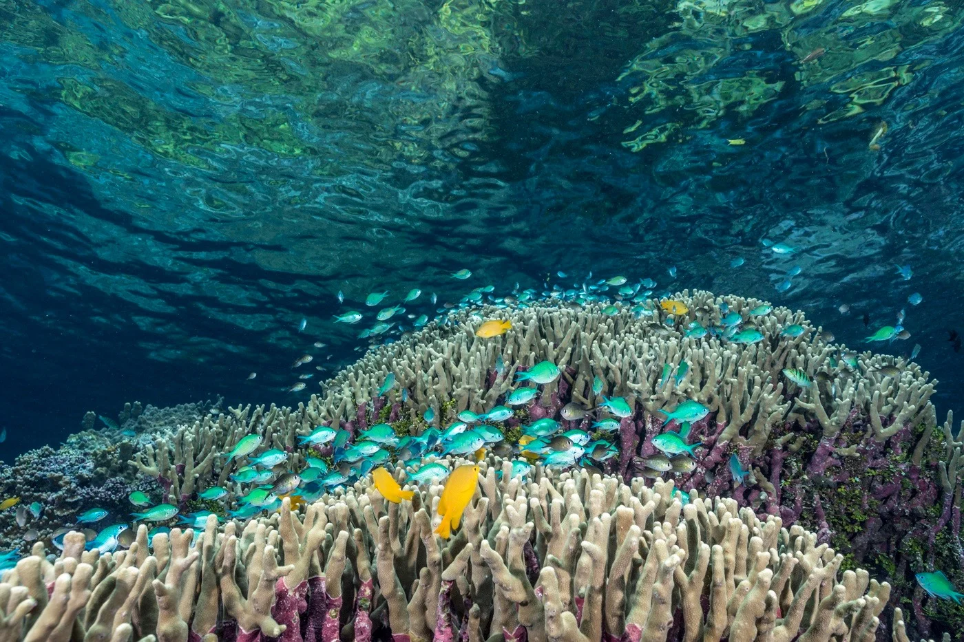20160403Solomon Islands UW_KWM89690179.jpg