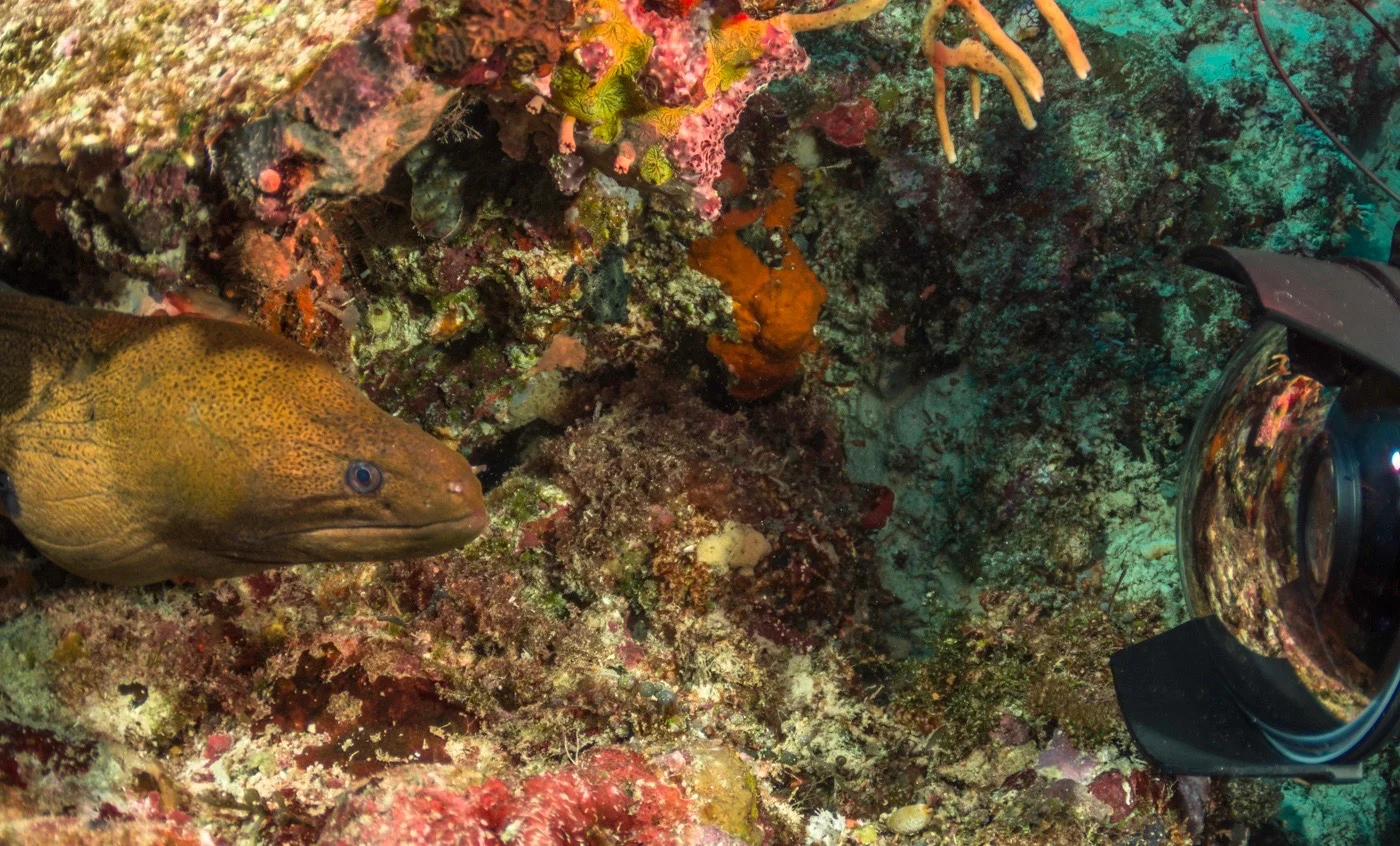 20160404Solomon Islands UW_KWM91400015.jpg