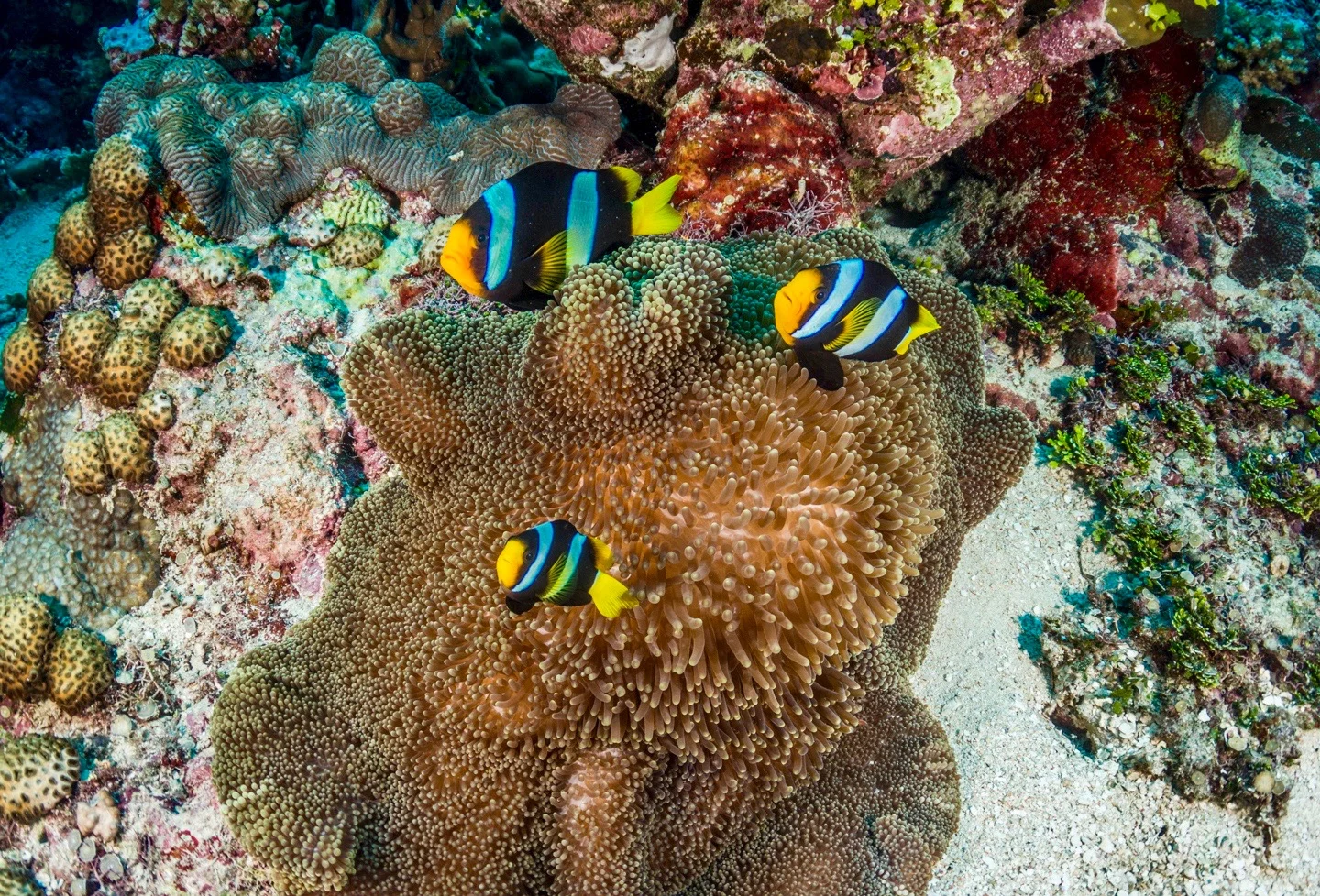20160406Solomon Islands UW_KWM00500054.jpg