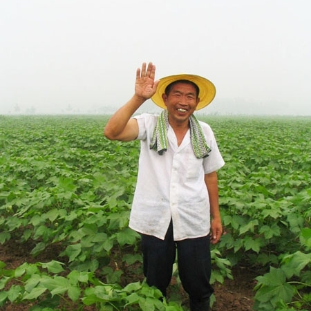 Non-pesticide cotton farm