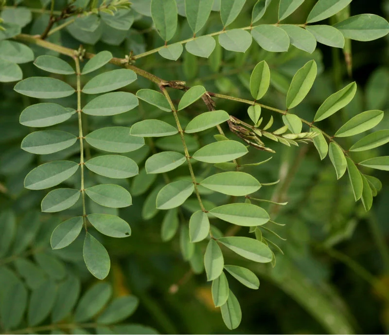 Indigofera Tinctoria