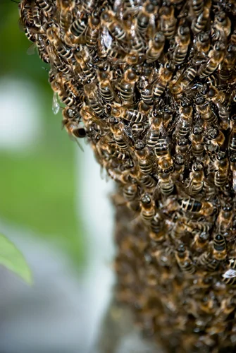 One Thousand Bees
