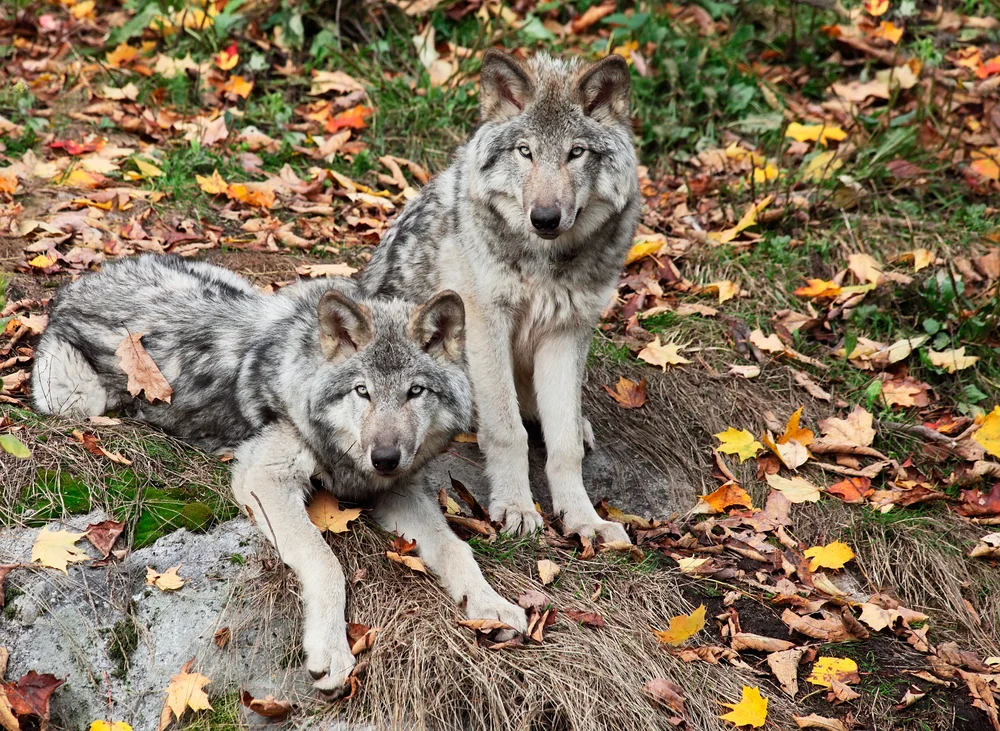 Colorado Wolf & Wildlife