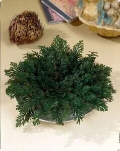 New Moon Ceremony Spirited You