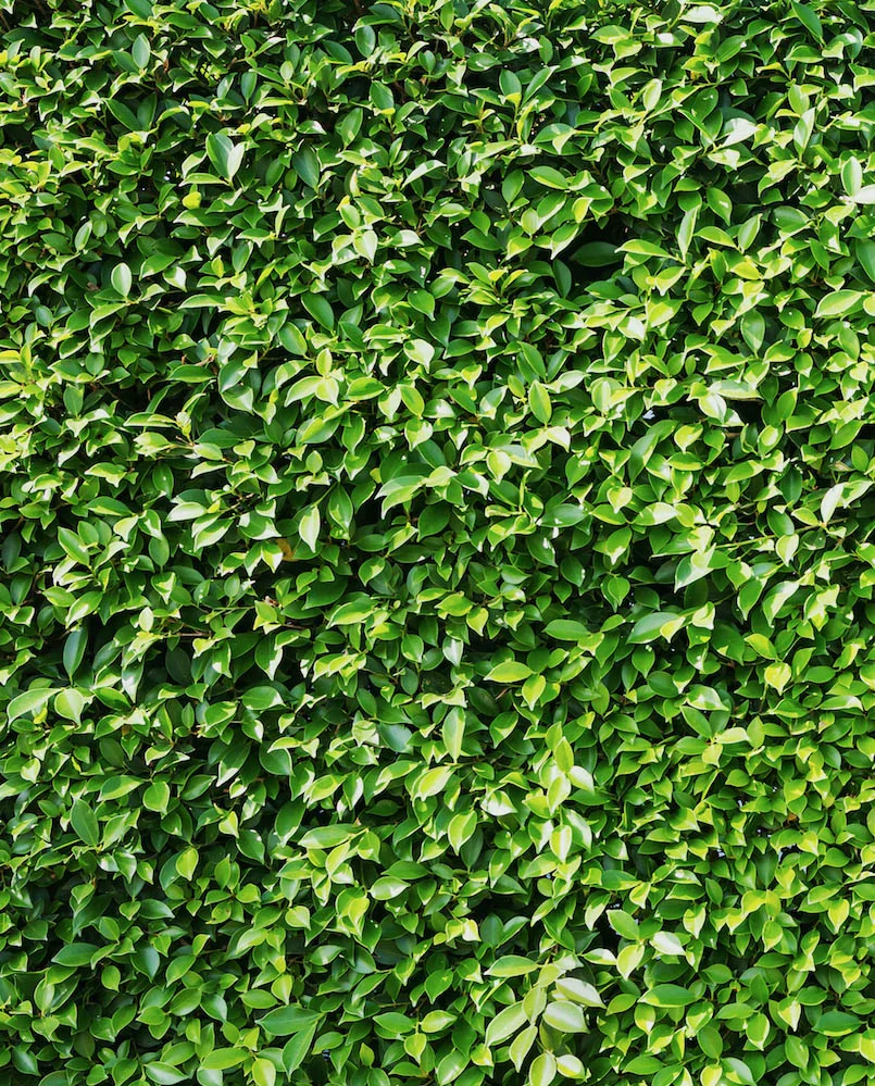 ivy.jpg