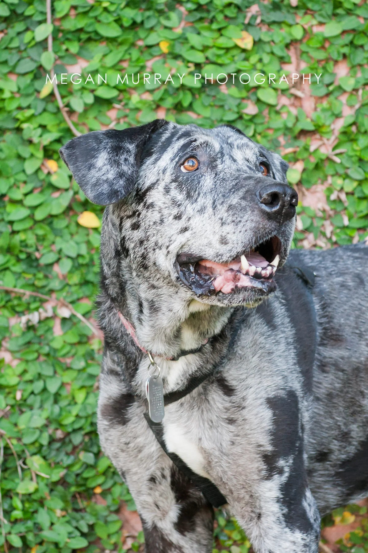 Family — Recent work, latest news, dog pictures, and a behind the