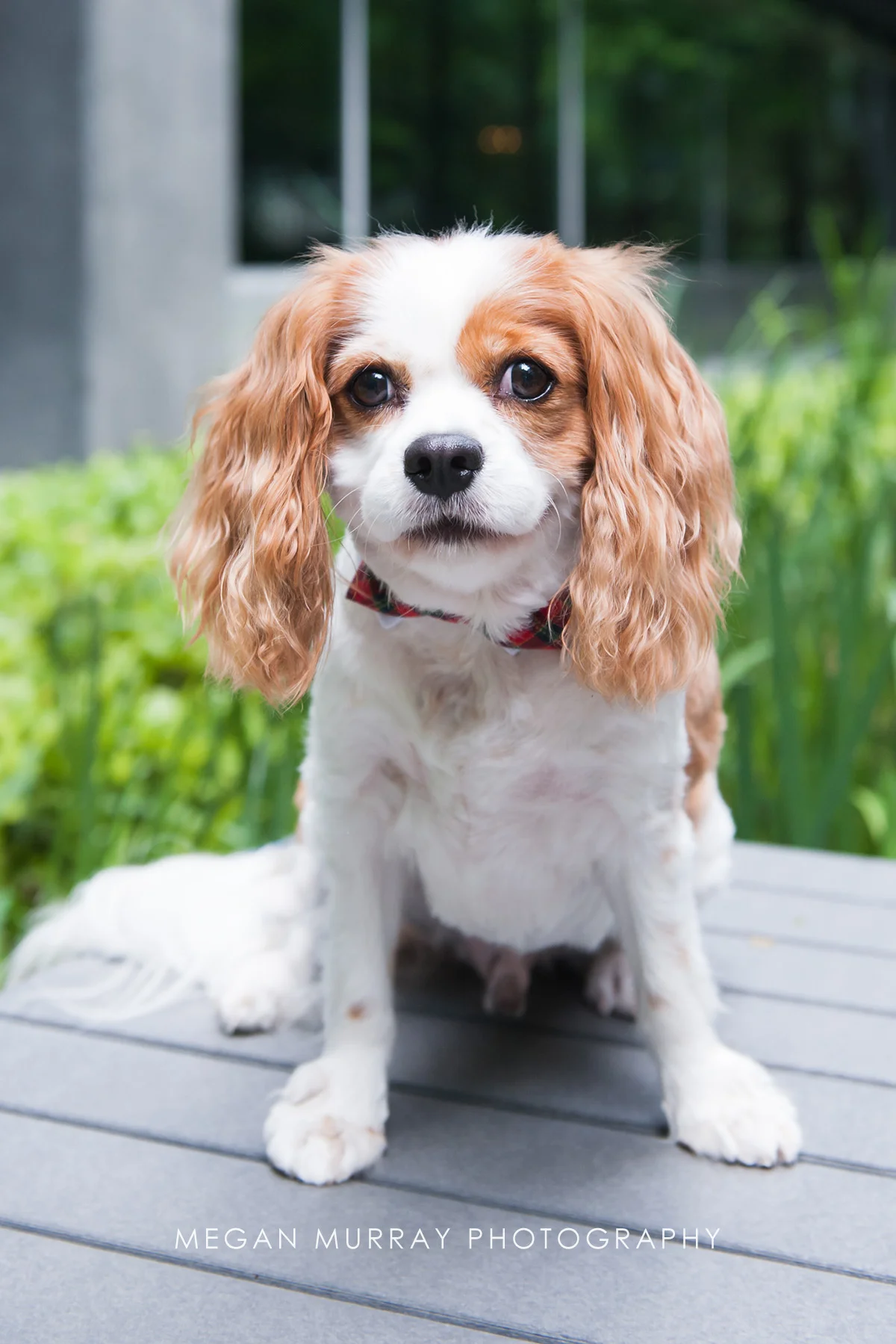 cavalier king charles houston