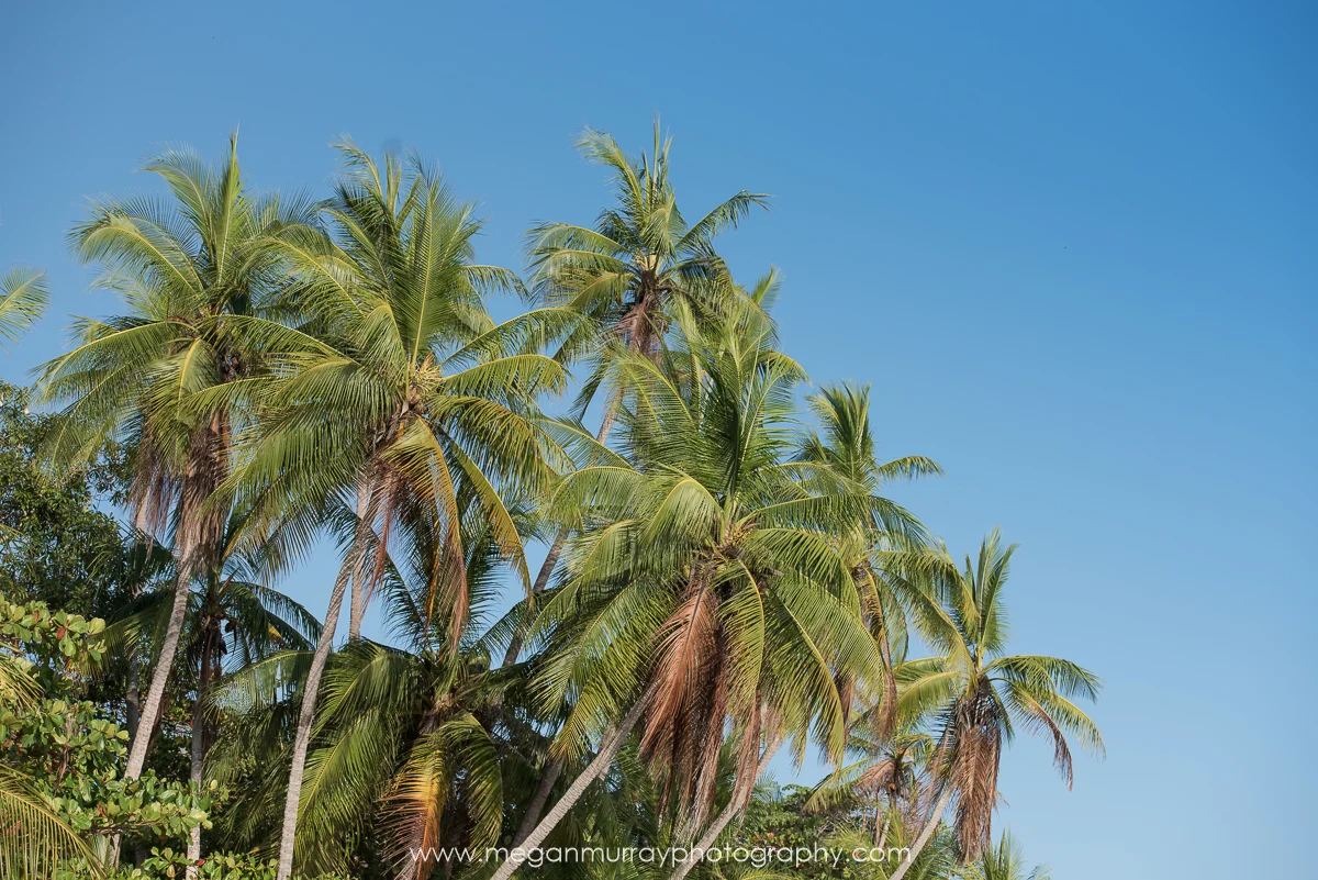 palm trees at Manuel Antonio beach