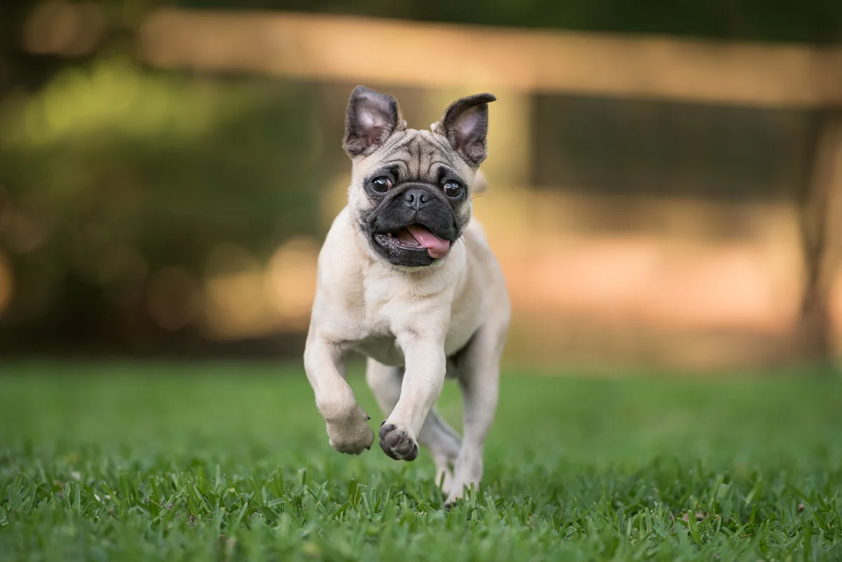 pug puppy running in the grass houston.jpg