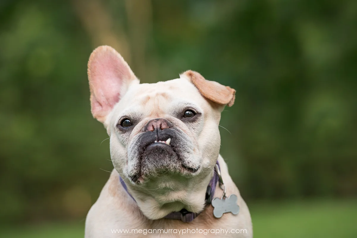 french bulldog floppy ears
