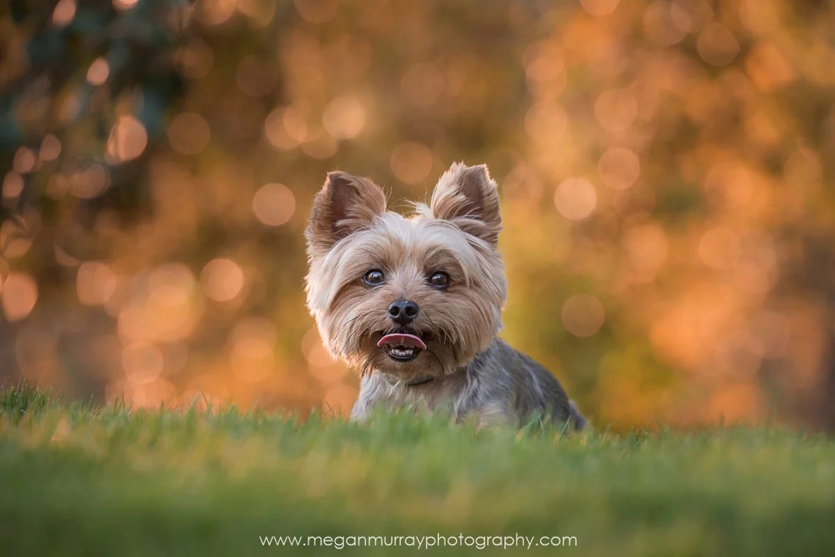 dog friendly weekends away