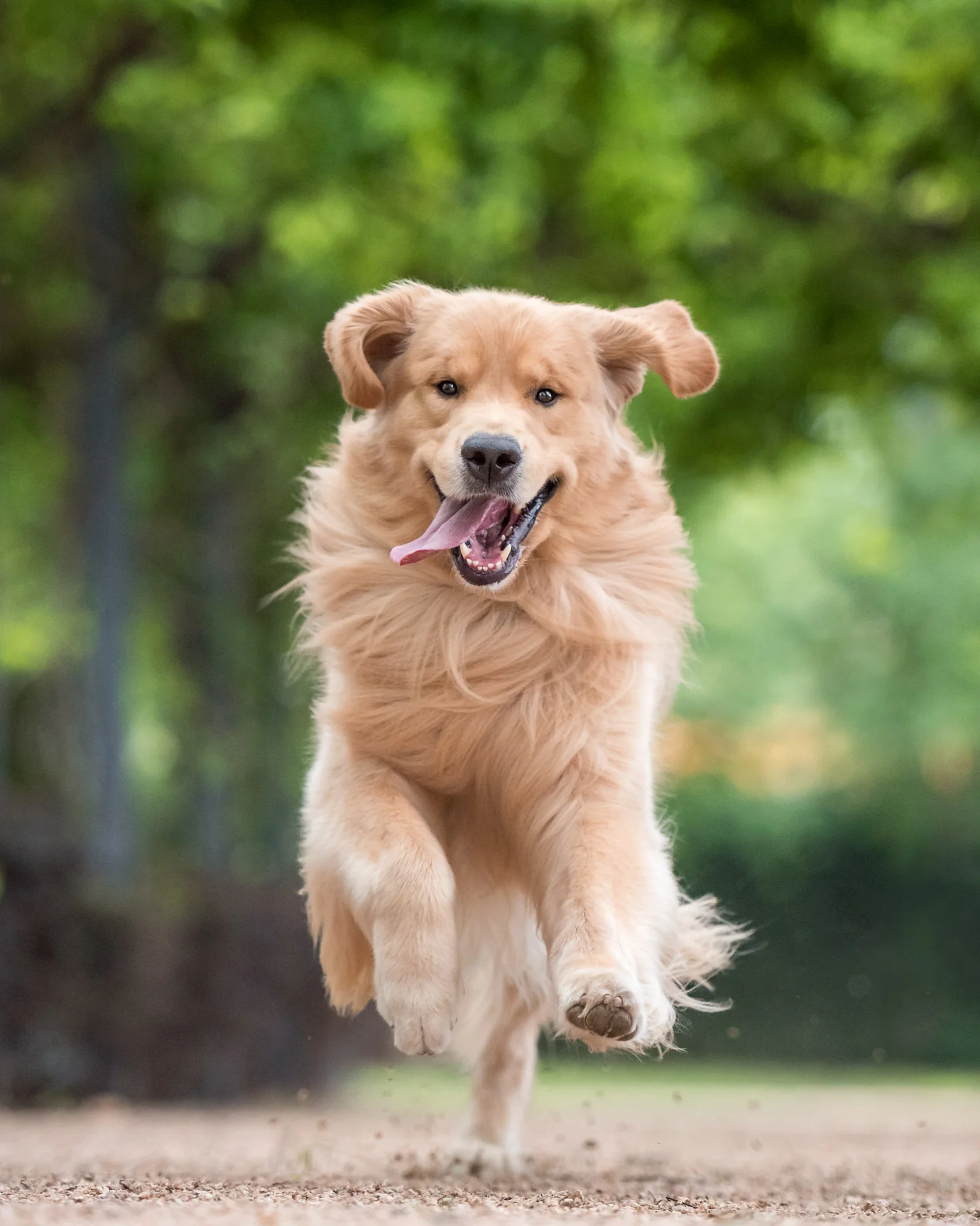 golden retriever running tongue out in houston heights.jpg
