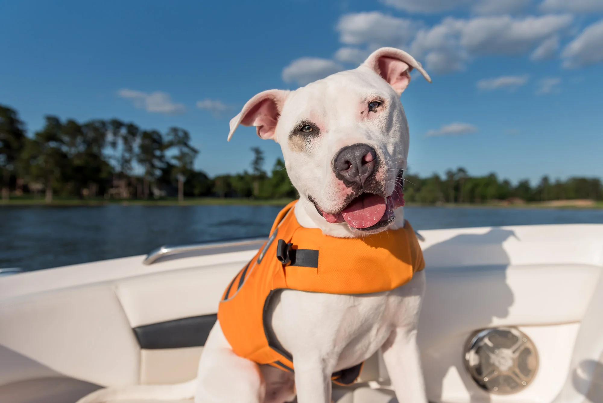 pit bull mix on boat at lake conroe.jpg