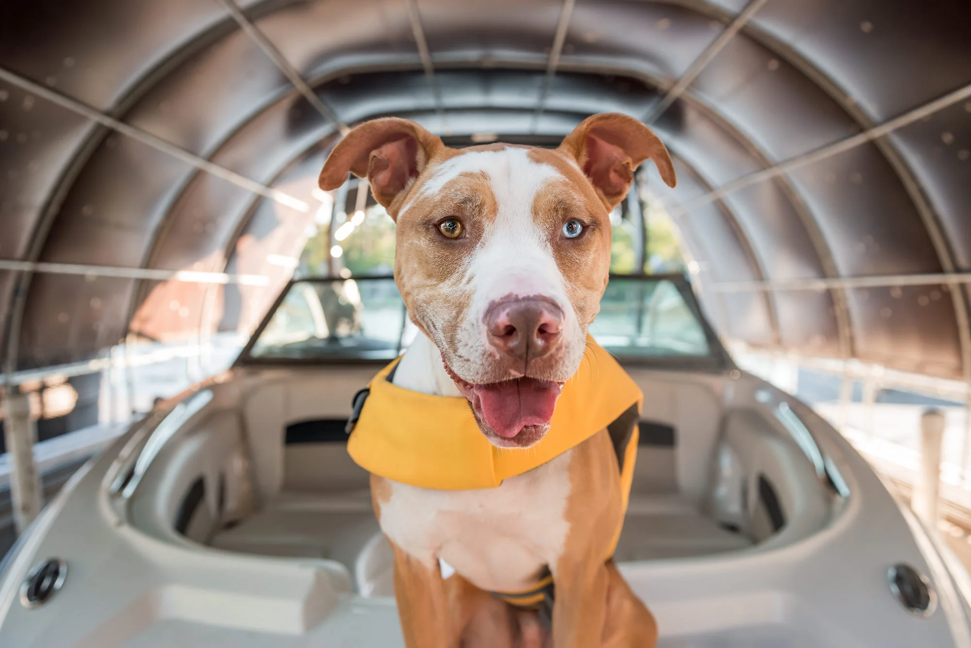 pit bull mix with lifejacket on lake conroe boat.jpg