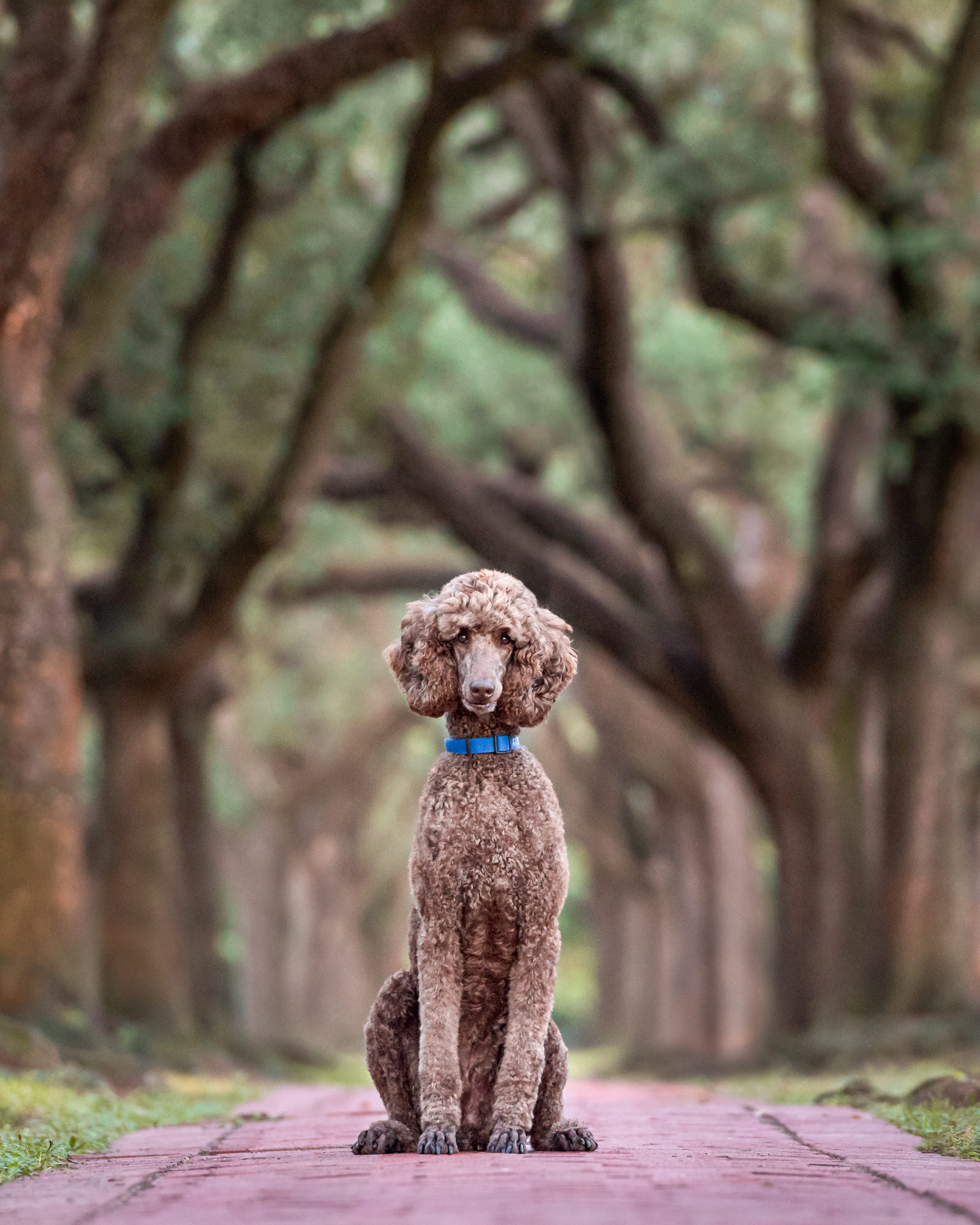 standard poodle oak tree lined path south boulevard houston.jpg
