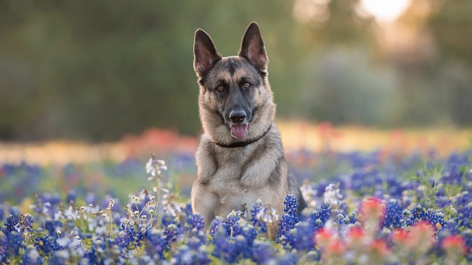 Take Frame Worthy Bluebonnet Pictures Of Your Dogs And Kids Tips