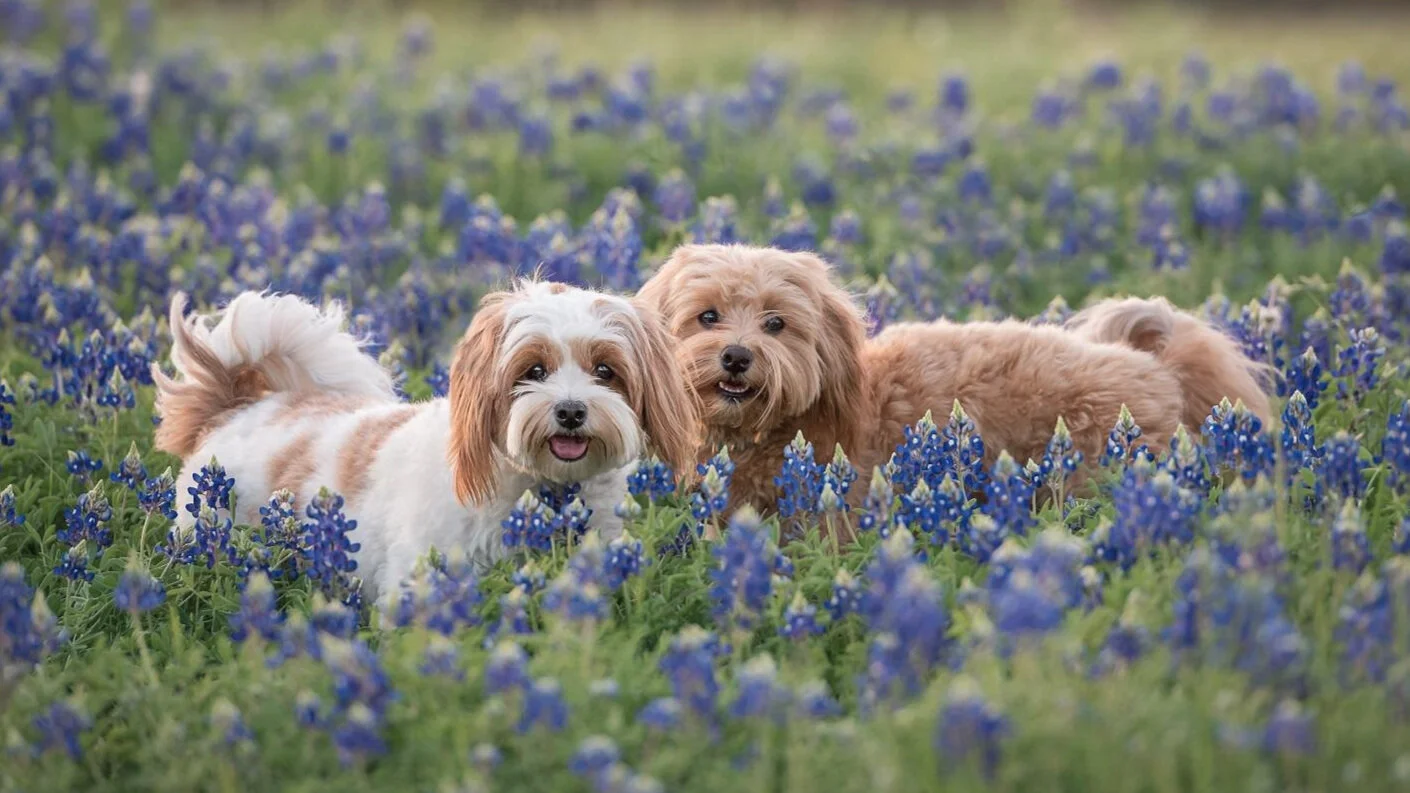 bluebonnet yorkshire terrier rescue