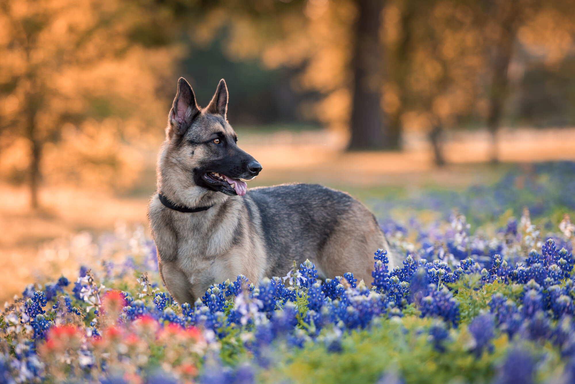 german shepherd in texas bluebonnet field.jpg
