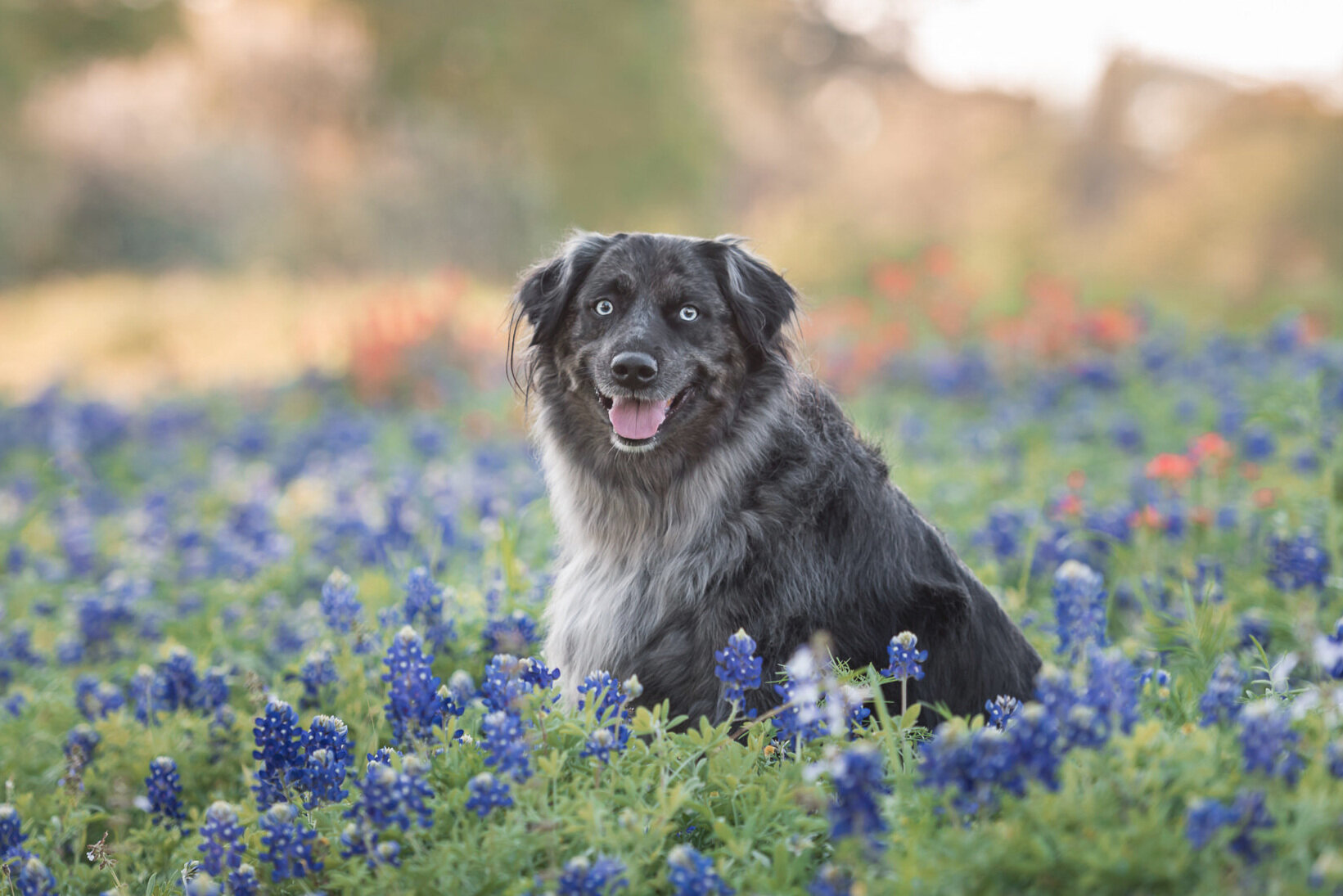 fluffy+dog+in+texas+bluebonnet+field.jpg