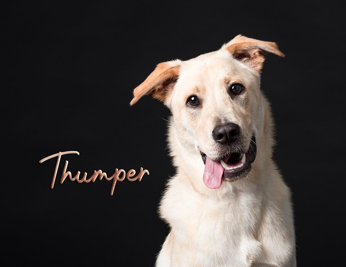 10-Thumper.jpg