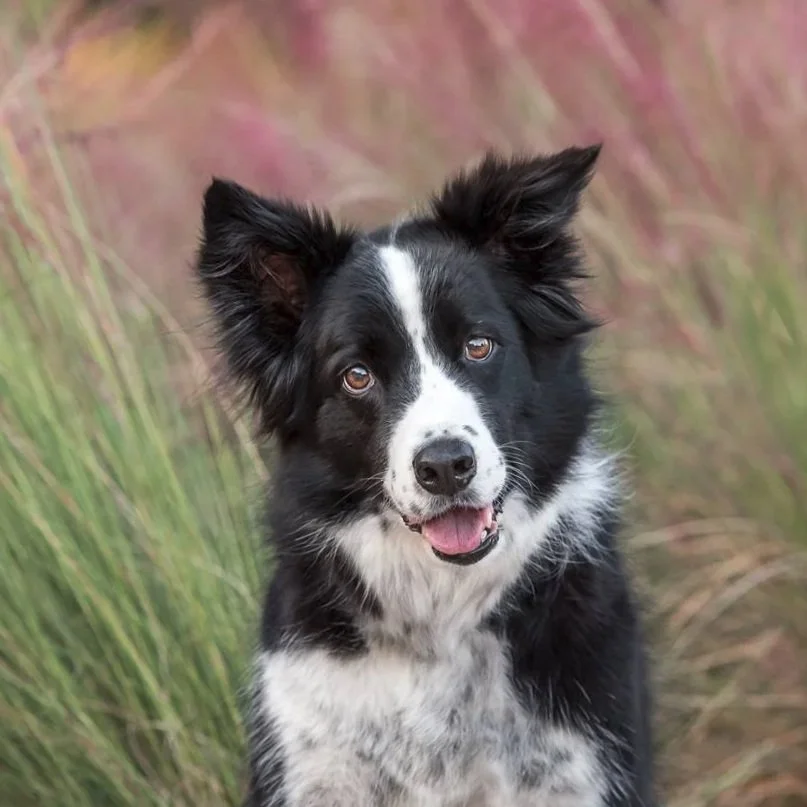 outdoor dog portrait border collie purple grasses