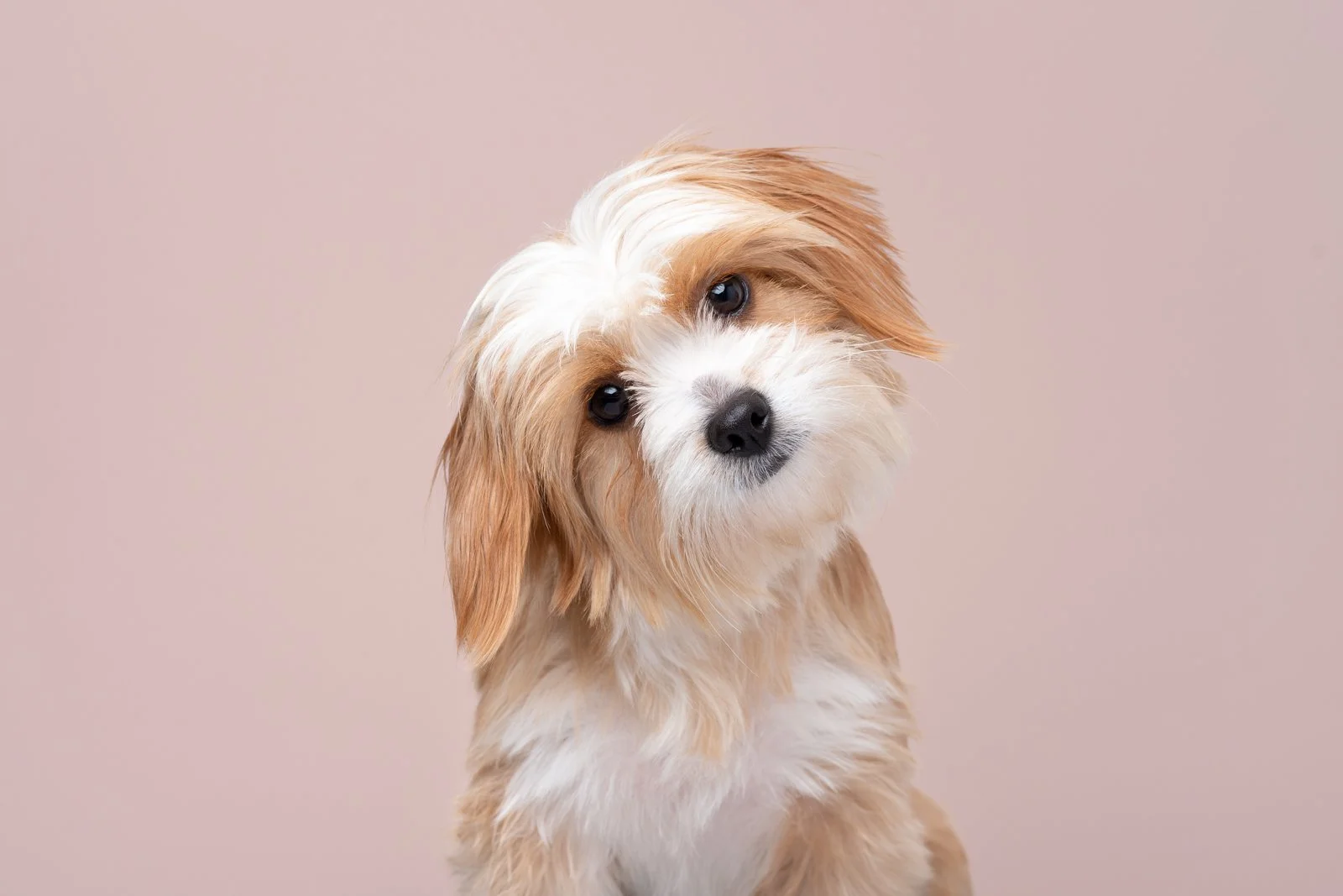 houston rescue dog terrier mix head tilt