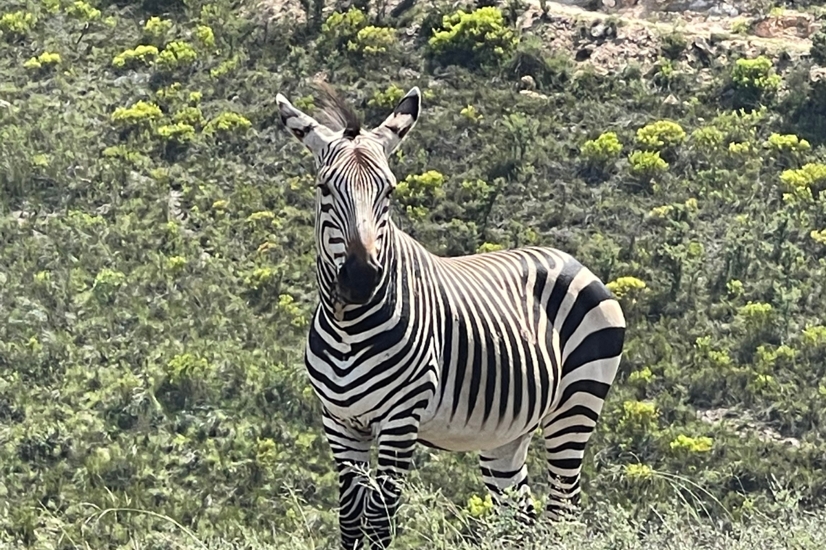What Makes a Safari Lodge Luxury in Interior Design?