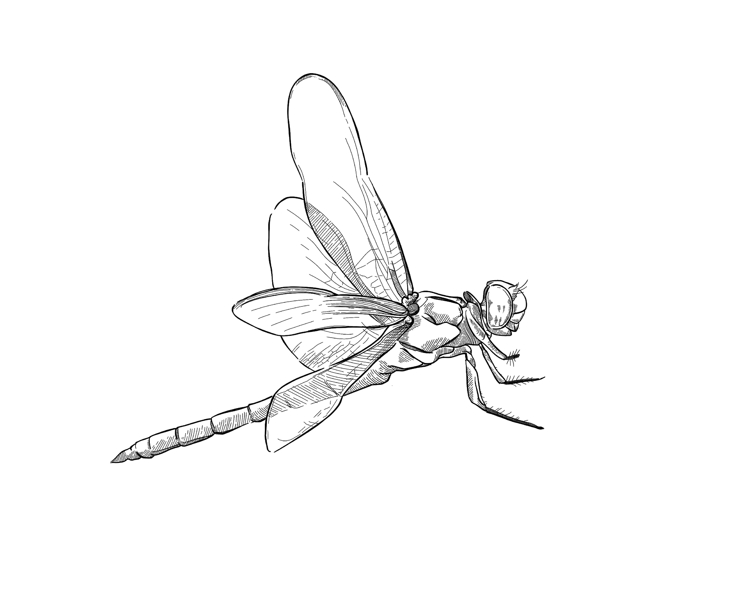 Dragonfly-01.png