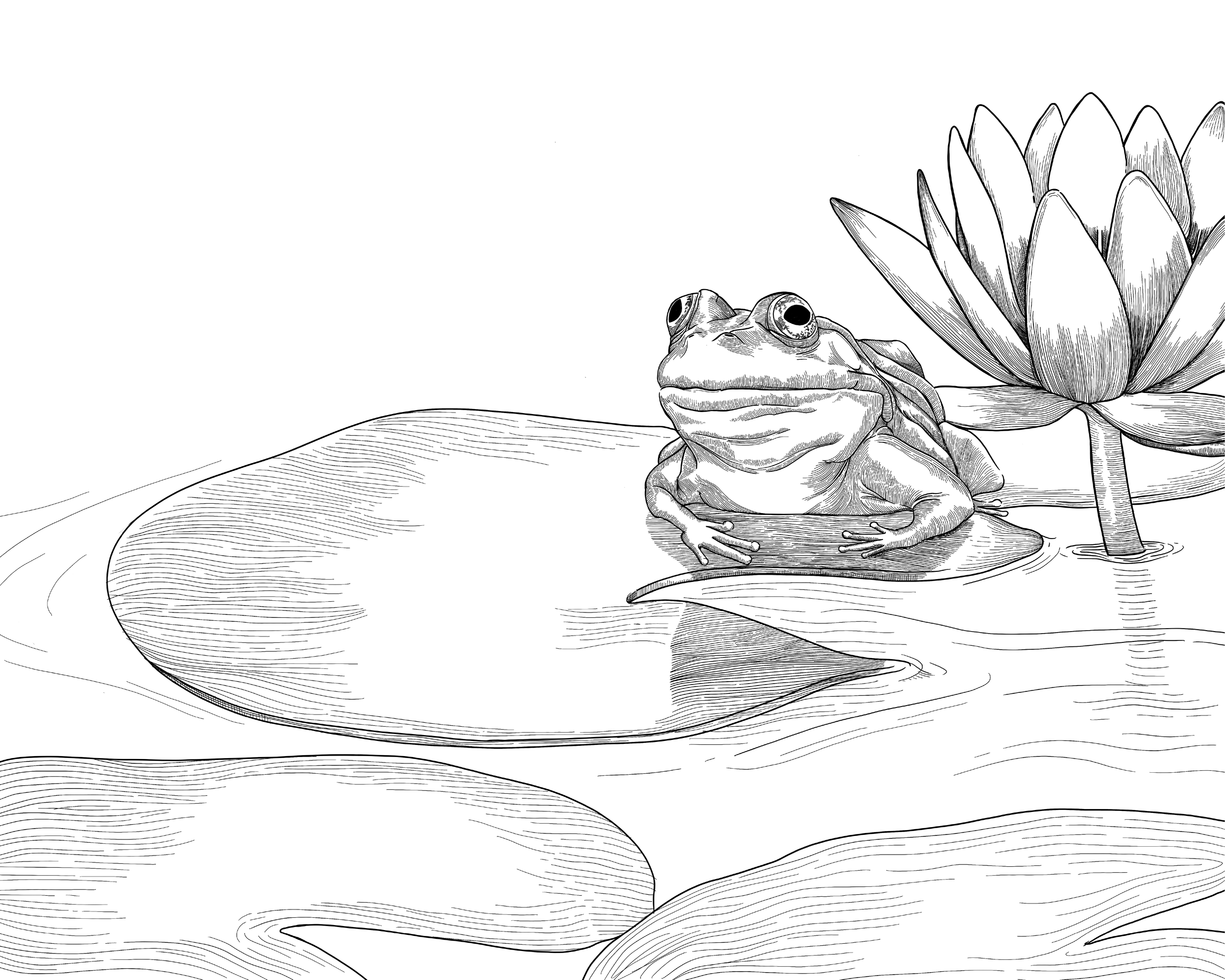 Frog2-01.png